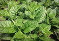 Spinach plant Royalty Free Stock Photo