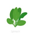 Spinach plant. Green leafy vegetable harvest. Spinacia oleracea. Vector flat Illustration