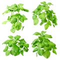 Spinach plant. Royalty Free Stock Photo