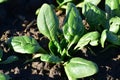 Spinach plant in the winter sunshine. Royalty Free Stock Photo