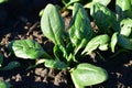 Spinach plant in the winter sunshine.