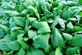 Spinach plantation Royalty Free Stock Photo