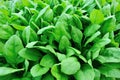 Spinach plantation Royalty Free Stock Photo