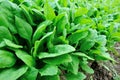 Spinach plantation Royalty Free Stock Photo