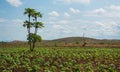 Spinach plantation with Papaya tree Kenya Royalty Free Stock Photo