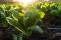 Spinach plants growing in the vegetable garden