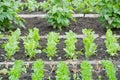 Spinach plants on a patch Royalty Free Stock Photo