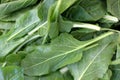 Spinach Royalty Free Stock Photo
