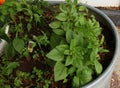 Spinach and Red Bell Pepper plant growing in a vegetable garden in a horse trough Royalty Free Stock Photo