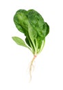 Spinach with root Royalty Free Stock Photo