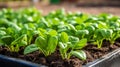 Spinach seedlings thriving in a well maintained raised bed garden