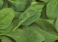 Spinach Shoot Salad, spinacia oleracea