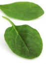 Spinach Shoot Salad, spinacia oleracea, Leaves against White Background