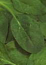 Spinach Shoot Salad, spinacia oleracea, Leaves with Dropplet