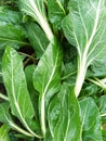 Spinacia oledacea spinach green plant nature