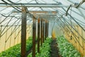 Spinach Spinacia oleracea greenhouse folio harvest rows fresh seedlings growing fresh farm in field plant farming. Young