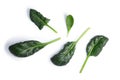 Spinach Spinacia oleracea leaves, top view, paths