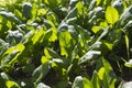 Spinach Spinacia oleracea plant crops with green leaves in vegetable patch seedbed plantation soil close up