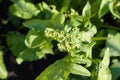 Spinach, Spinacia oleracea, seed blooming, fresh plant, close up photo