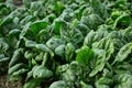 Spinach Royalty Free Stock Photo