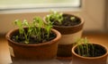 Spinach sprouts seeding in pot close up phot on white backgound