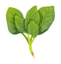 Spinach vector illustration. Vegetable isolated Royalty Free Stock Photo