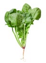 Spinach vegetable