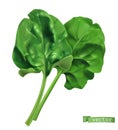 Spinach, vegetable greens. 3d realistic food illustration. Vector object Royalty Free Stock Photo