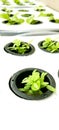 spinach vegetables grown in a hydroponic system Royalty Free Stock Photo