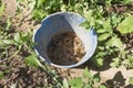 Rubberbands bucket for spinach bunch Royalty Free Stock Photo