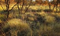 Spinafex at Karijini