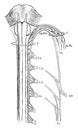 Spinal Accessory Nerve, vintage illustration