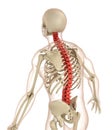 Spinal anatomy. Medically accurate illustration