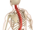 Spinal anatomy. Medically accurate illustration