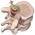 Spinal Chord