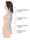 The spinal column