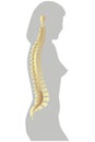 Spinal column