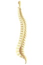 Spinal column