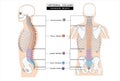 Spinal Column of Anatomy Infograpic Anatomy diagram of the human body. including the cervical, thoracic, lumbar, and coccyx Royalty Free Stock Photo