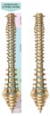 Spinal column - anterior