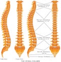 The Spinal Column