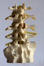 A spinal column model