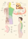 spinal column structure medical poster