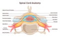 Spinal cord anatomy. Vertebra cross section anatomical structure. Royalty Free Stock Photo