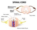 Spinal cord Royalty Free Stock Photo