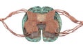 Spinal cord, cross-section, 3D illustration showing anatomy of the human spinal cord Royalty Free Stock Photo