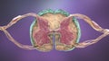 Spinal cord, cross-section, 3D illustration showing anatomy of the human spinal cord