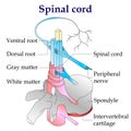 Spinal cord diagram. Central nervous system Royalty Free Stock Photo