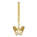 Spinal cord with hip Royalty Free Stock Photo