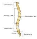 Spinal cord Royalty Free Stock Photo